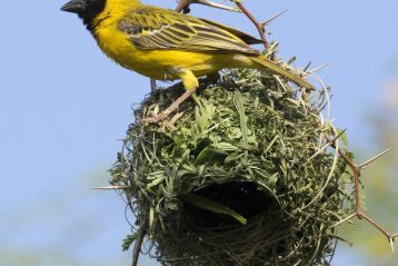 Tierische Baumeister