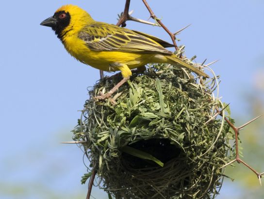 Ein Vogelnest dienst als Vorbild für Bauten.
