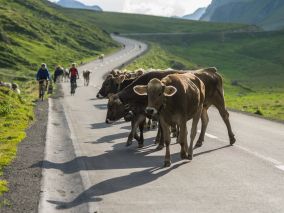 Labels und strenge Minimalanforderungen behindern den Qualitätswettbewerb 